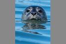 Curious Seal Pup #1